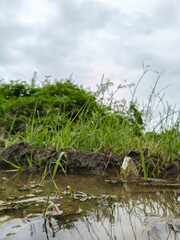 reeds in the water