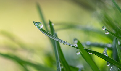 Fresh Morning Dew on Green Grass Blade