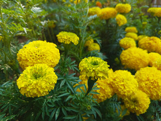 Bright Yellow Marigold Flowers in Bloom – Garden Landscape and Close-Up Views, Vibrant Yellow Marigold Blossoms – Floral Garden Photography Collection, Yellow Marigold Flowers in Full Bloom.