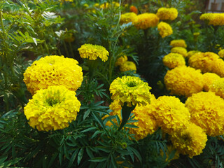 Bright Yellow Marigold Flowers in Bloom – Garden Landscape and Close-Up Views, Vibrant Yellow Marigold Blossoms – Floral Garden Photography Collection, Yellow Marigold Flowers in Full Bloom.