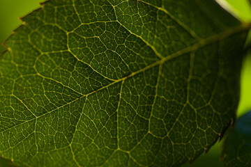 green leaf macro