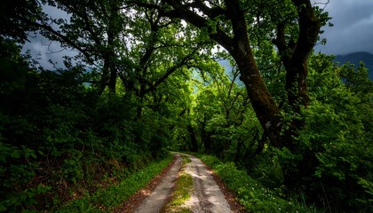 Naklejka premium Winding path through a lush forest