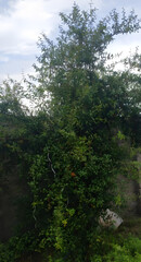 Pomegranate Tree in Forest 