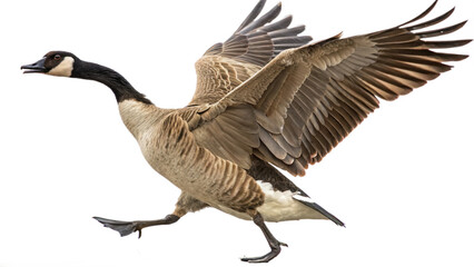 High resolution image of a goose, transparent background