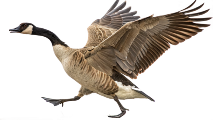 High resolution image of a goose, transparent background