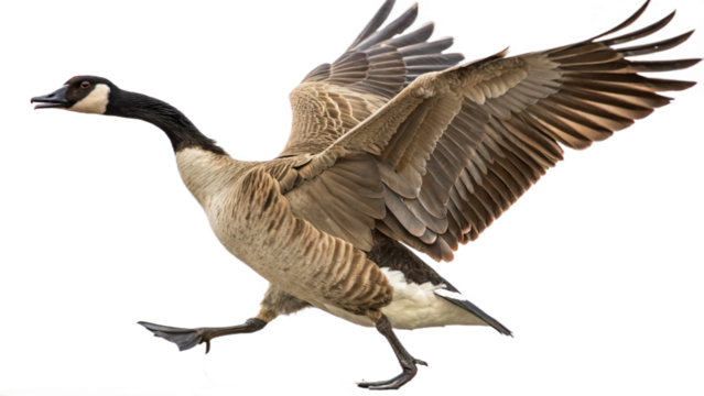 High resolution image of a goose, transparent background