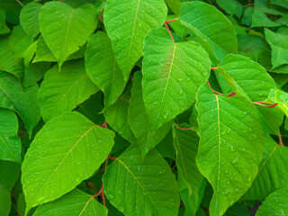 Green leaves of Reynoutria japonica on stems covered with dew