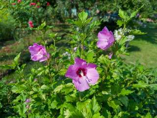 Blooming Hibiscus syriacus with pink flowers at sunny day