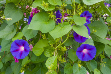 Ipomoea with blue-purple flowers close-up in overcast day