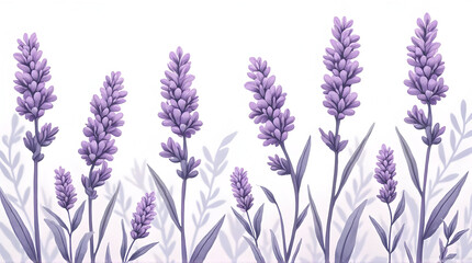 Lavender Flower Illustration with Purple Blossoms and Soft Leaves