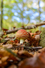 Amanita venenosa 
