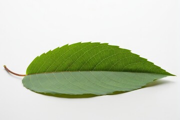 Obraz premium 葉, 自然, 孤立した, 植える, 木, マクロ, 白, 木の葉, 植物学, アップ,
