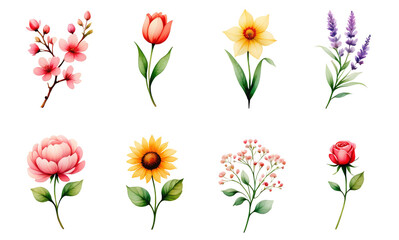 Watercolor Flowers Set, Blossom Branch, Tulip, Daffodil, Lavender, Peony, Sunflower, Rose, Delicate Blooms, Isolated Elements on Transparent Background