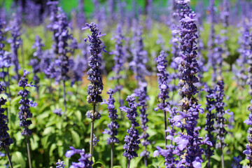 lavender flowers in the garden.