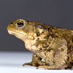 Naklejka premium Close-up of a toad, profile view, on a white surface against a dark background