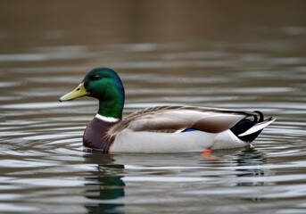 Fototapeta premium A majestic mallard duck swims gracefully on the serene, calm lake surface