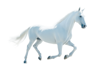 Horse side pose with flowing mane isolated on transparent background