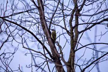 European Green Woodpecker Picus viridis common in European woodlands and parks