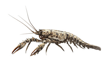 Lobster side crawling close-up isolated on transparent background