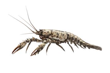 Lobster side crawling close-up isolated on transparent background