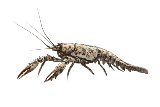 Lobster side crawling close-up isolated on transparent background