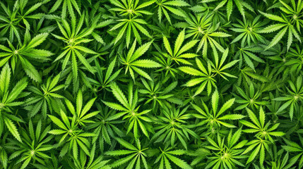 Vector seamless pattern of green cannabis leaves on a white background with transparency, illustrated marijuana foliage.