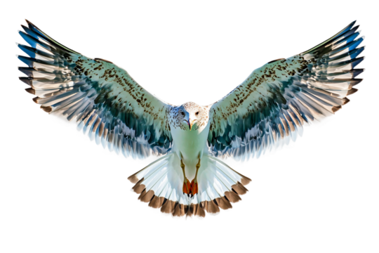 Flying seagull with wings spread isolated on transparent background