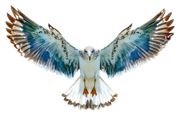Seagull with wings partially open isolated on transparent background