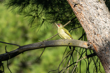 European Green Woodpecker Picus viridis common in European woodlands and parks