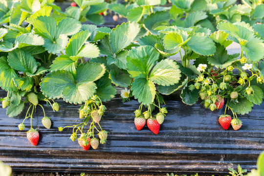 Strawberry field full of strawberries