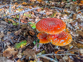 Trio de setas venenosas 