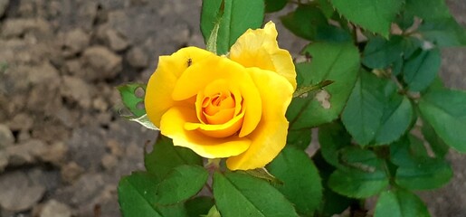 Yellow Hybrid Garden Rose on Green Leaves Background in the Garden