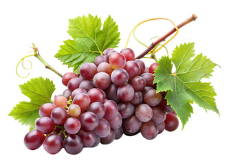 Fototapeta premium Grape plant with tendrils isolated on white background,PNG.AI Generated.