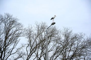Two White Storks Perched on Lamp Post Against Pale Sky and Bare Trees