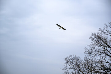 Large Bird Soaring in Pale Sky, Bare Tree Branches