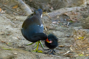Moorhen feeds its cute nestling