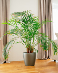 Lush Green Palm in Modern Gray Pot
