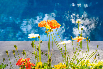 Colorful poppies bloom by clear blue swimming pool. Orange, white and yellow spring flowers evoke freshness, calm, and vacation. Natural floral detail, resort concept.