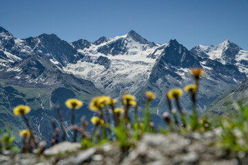 Swiss Alps mountain panorama in Val d’Anniviers, Wallis, Switzerland. Fresh alpine flowers in the...