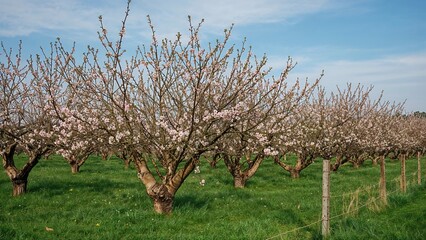 Springtime Cherry Tree Blossoms Covering