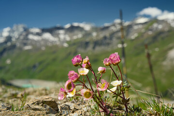 Obraz premium Swiss Alps mountain panorama in Val d’Anniviers, Wallis, Switzerland. Fresh alpine flowers in the foreground with a mountain range in the background, captured in summer on a high altitude