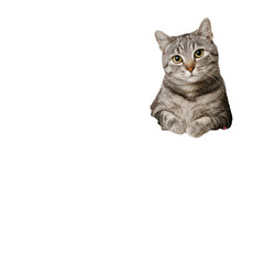 Fototapeta premium Cute grey tabby cat sitting, studio shot, black background, pet portrait