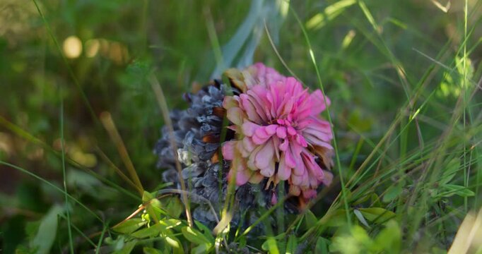 A dried rose zinnia flower smoulders and smokes on the grass slow motion