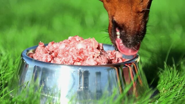 Dog bends head to shiny bowl, sniffs and bites raw meat chunks, chews while lowering muzzle deeper into food, eating eagerly on green grass in sunlight