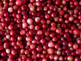 Red lingonberry photographed close-up. Healthy vegetarian food. Healthy food for health.