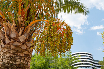 Close-up of green Date palm fruits hanging against blue sky in Budva, Montenegro 