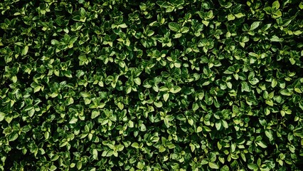 Obraz premium Sunlit garden filled with dense leafy shrubs