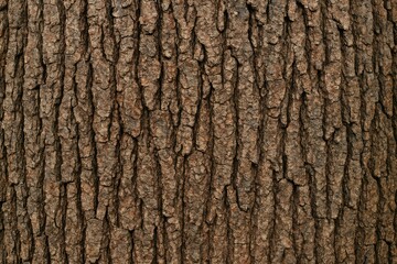 Fototapeta premium Appearance and pattern of mango tree bark surface