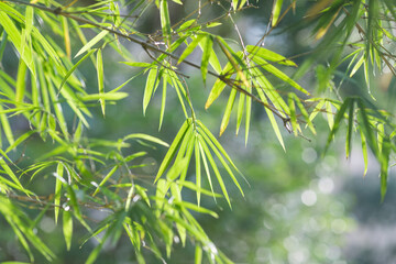 The green bamboo leaves under the brilliant sunshine in the park