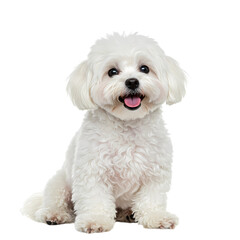 Obraz premium Bichon Frise Puppy: Perfect White Fluffball